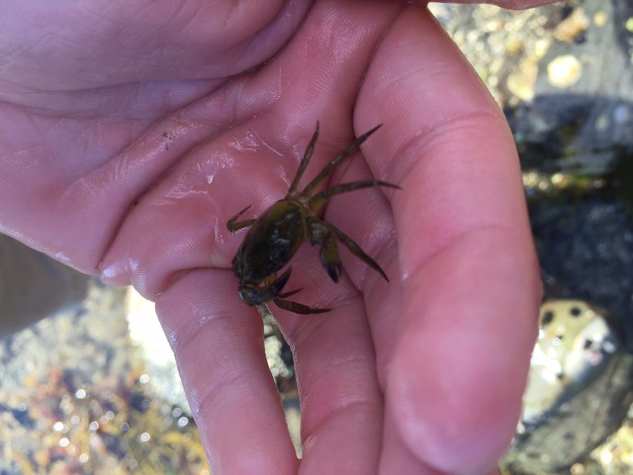 An invasive green crab found at Goochs Beach. 