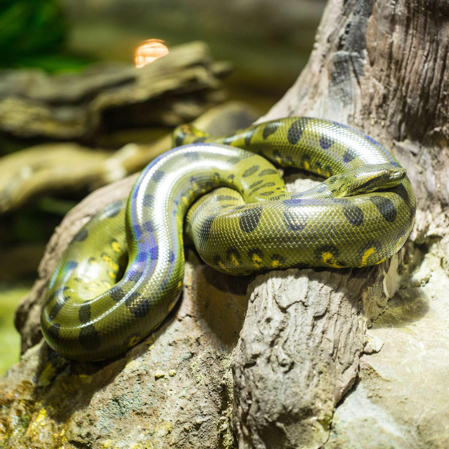 pet full grown green anaconda