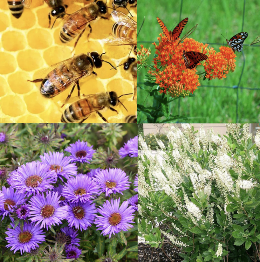 The+Importance+Of+Bees+And+How+We+Can+Help+Them